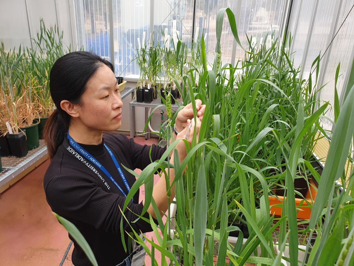 Dr Xiujuan Yang examining the health state of wheat flowers